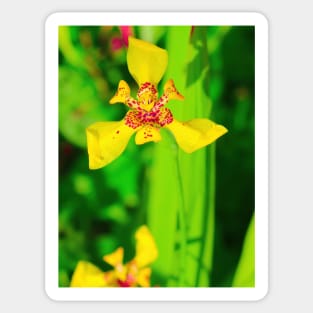 Yellow red lily blossom on green background Sticker